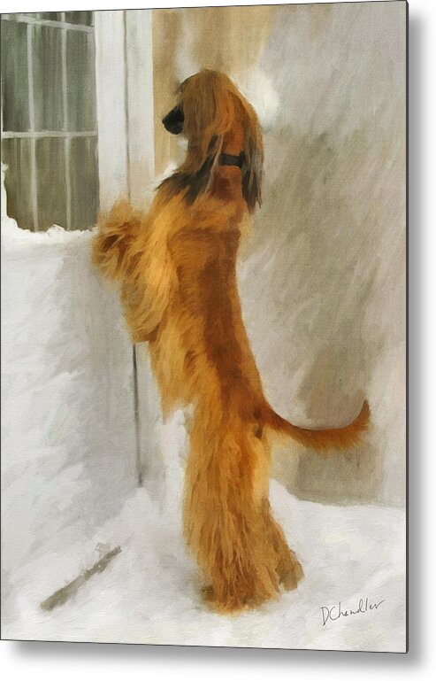 Afghan Hound Metal Print featuring the painting Can I Come In Now? by Diane Chandler