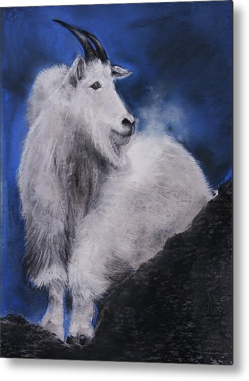 Mountain Goat Metal Print featuring the drawing Cold Night Air by Jean Cormier