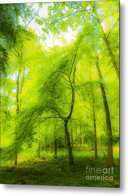 The Magic Forest Metal Print featuring the photograph The Magic Forest-04 by Casper Cammeraat