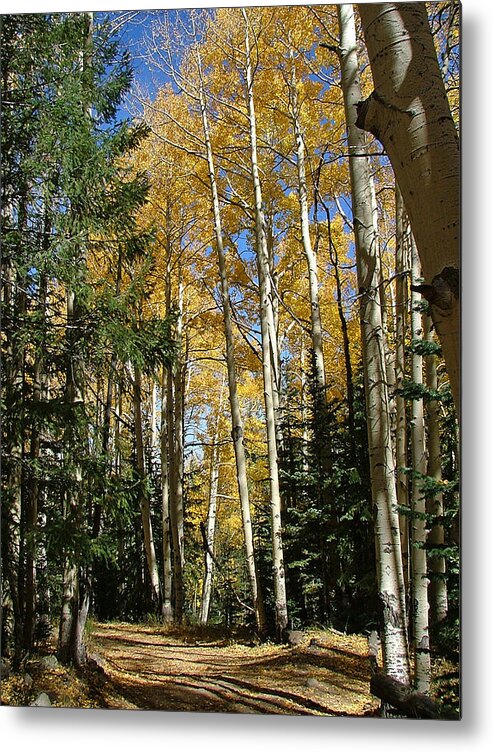 Mary Dove Art Metal Print featuring the photograph Flagstaff Aspen 796 by Mary Dove