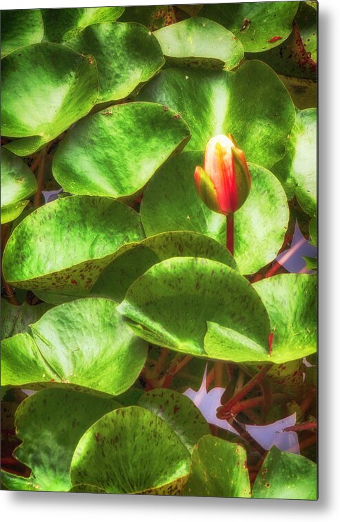 Flower Metal Print featuring the photograph Lotus Bud by Joseph Hollingsworth