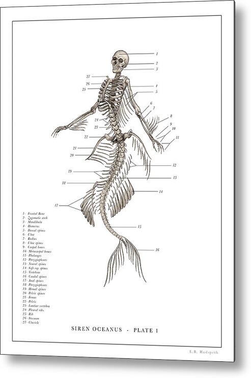 Dr. Black. The Resurrectionist Metal Print featuring the drawing Mermaid Print 1. by EB Hudspeth