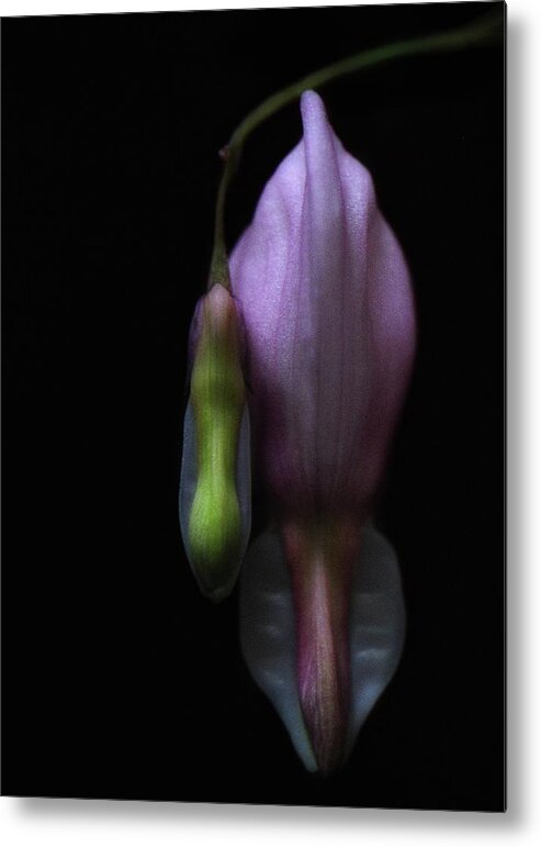 Dicentra Spectabilis Metal Print featuring the photograph My Bleeding Heart by Debra Sabeck