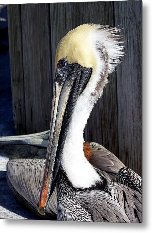 Pelicans Metal Print featuring the photograph Posing for Pelican Pictures by Amanda Vouglas