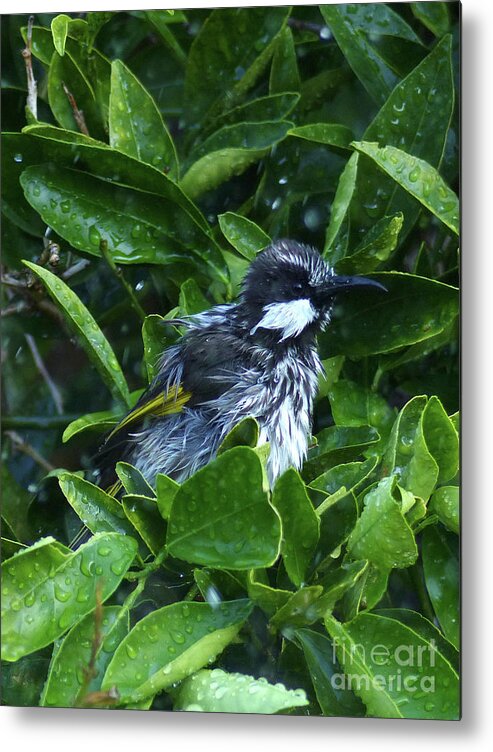 Western Australia Metal Print featuring the photograph White Cheeked Honeyeater taking a shower by Phil Banks