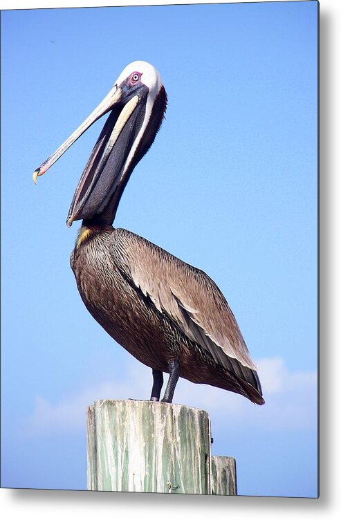 Pelicans Metal Print featuring the photograph Yappin Away by Amanda Vouglas