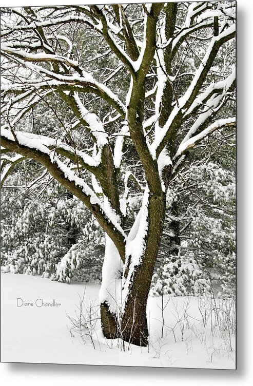 Snow Metal Print featuring the photograph Hawk's Tree in the Snow by Diane Chandler