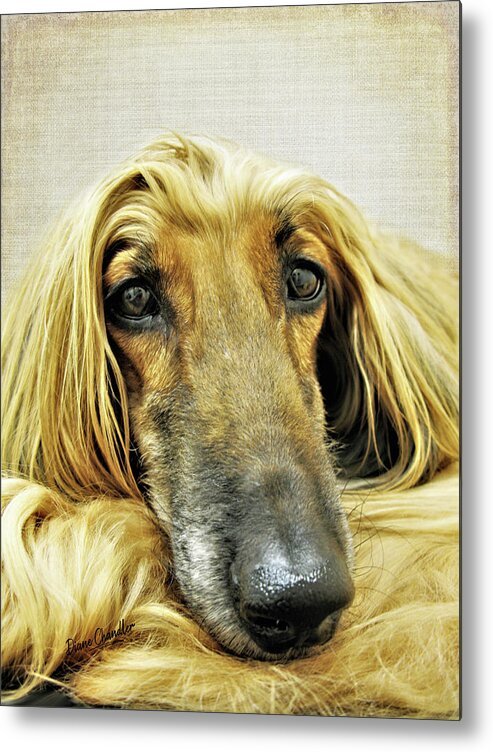 Afghan Hound Metal Print featuring the photograph Juno by Diane Chandler