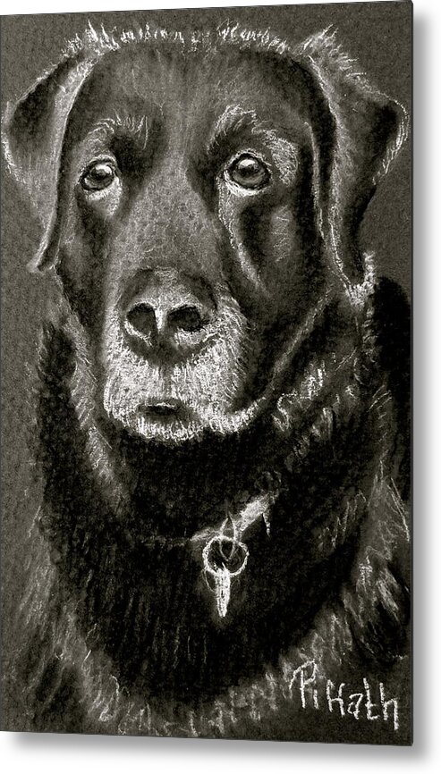 Black Lab Metal Print featuring the drawing Digby by Patricia Piffath