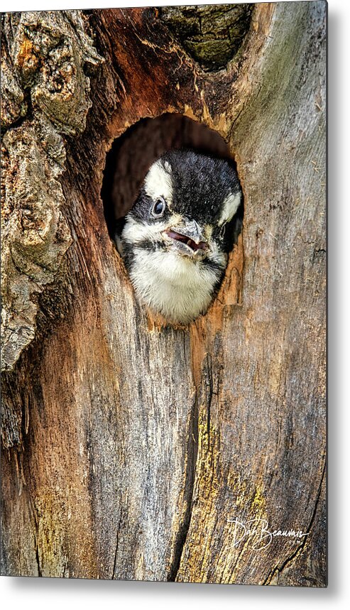 Woodpecker Metal Print featuring the photograph Hairy Woodpecker Chick 4796 by Dan Beauvais