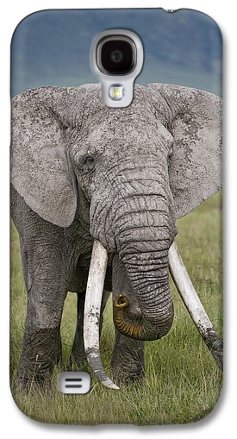 Photography Galaxy S4 Case featuring the photograph African Elephant Loxodonta Africana #2 by Panoramic Images