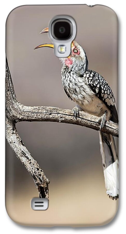 Tockus Leucomelas Galaxy S4 Case featuring the photograph Southern Yellow-billed Hornbill #2 by Tony Camacho