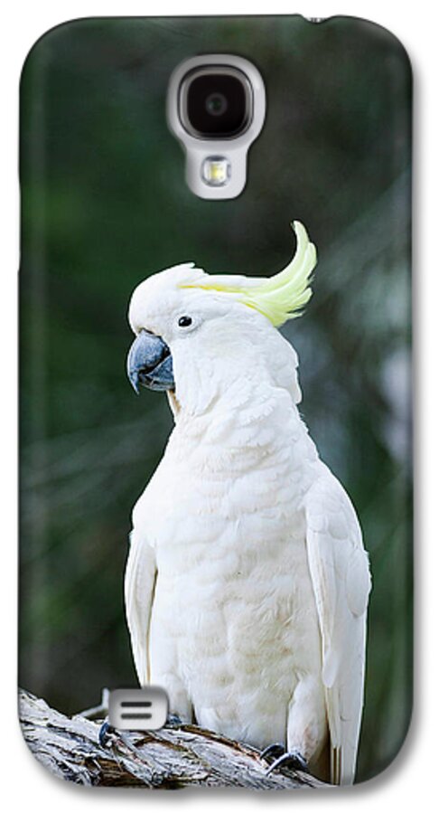 Animal Galaxy S4 Case featuring the photograph Sulfur-crested Cockatoo (cacatua #2 by Martin Zwick