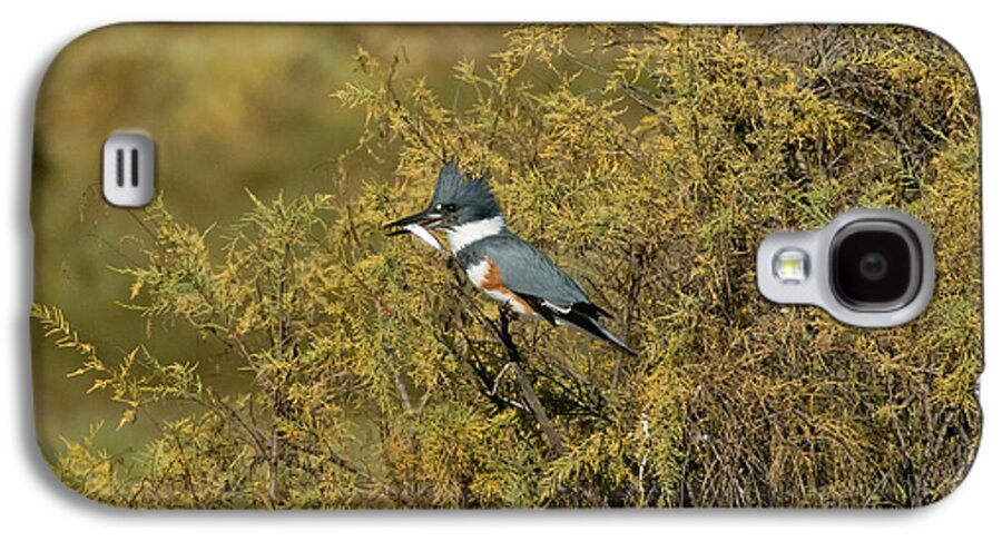 Vertical Galaxy S4 Case featuring the photograph Belted Kingfisher With Fish #3 by Anthony Mercieca
