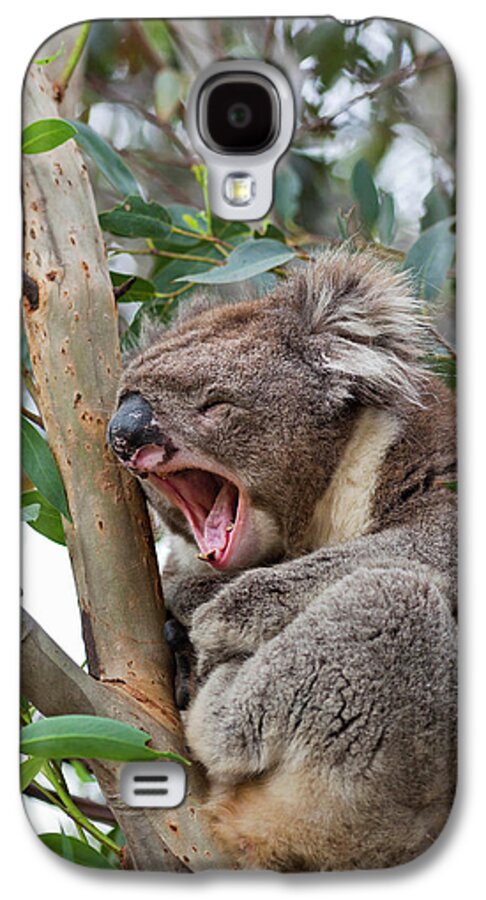 Animal Galaxy S4 Case featuring the photograph Koala (phascolarctos Cinereus #4 by Martin Zwick