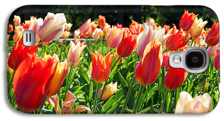 Photography Galaxy S4 Case featuring the photograph Tulips At Sherwood Gardens, Baltimore #4 by Panoramic Images