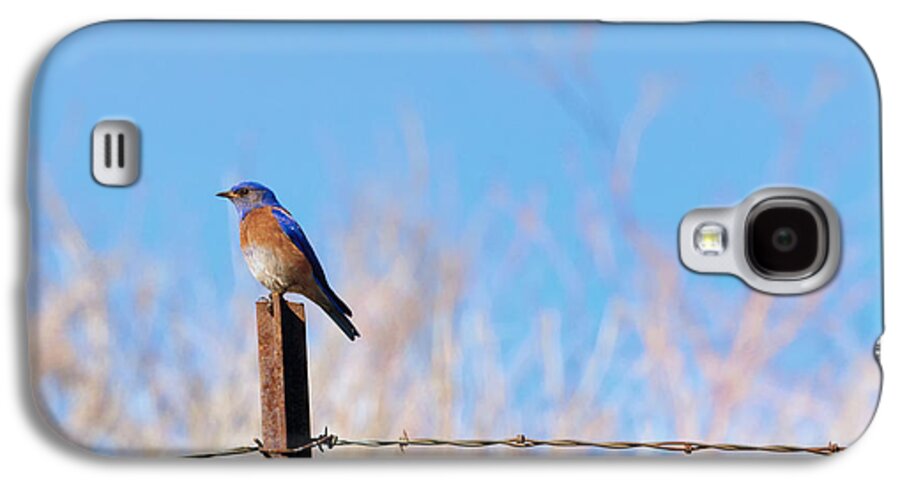 Western Bluebird Galaxy S4 Case featuring the photograph Bluebird on a Post by Michael Dawson