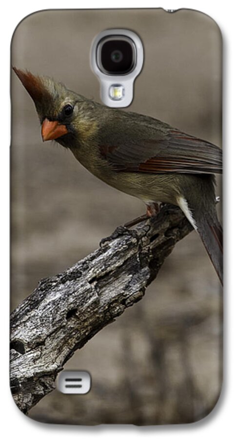 Birds Galaxy S4 Case featuring the photograph Curious Pyrrhuloxia by Donald Brown