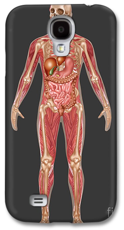 Illustration Galaxy S4 Case featuring the photograph Digestive, Skeletal & Muscular Systems by Gwen Shockey