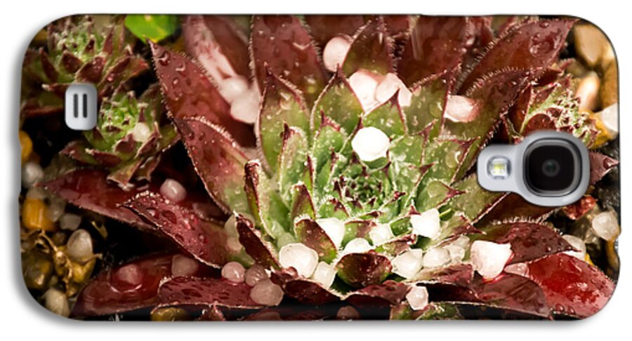 Green Galaxy S4 Case featuring the photograph Flowers - Sempervivum in the hail by Scott Lyons