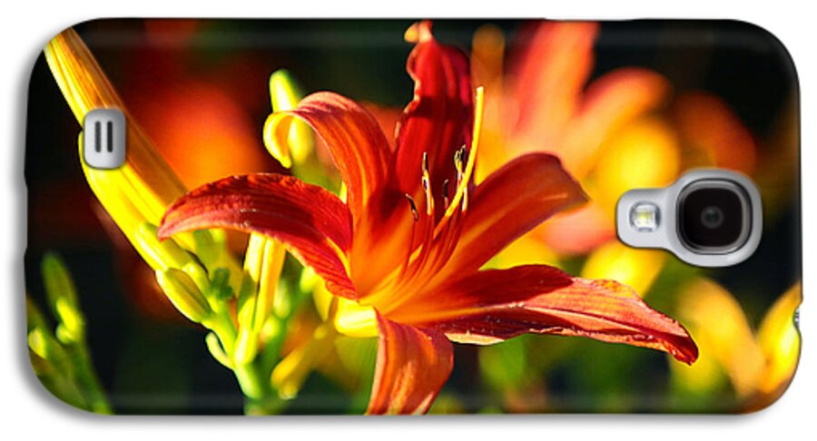 Daylily Galaxy S4 Case featuring the photograph Golden Daylily Rays by Carol Groenen