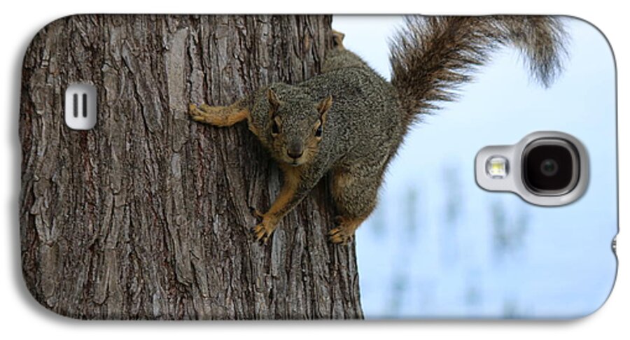  Galaxy S4 Case featuring the photograph Lookin' for Nuts by Christy Pooschke