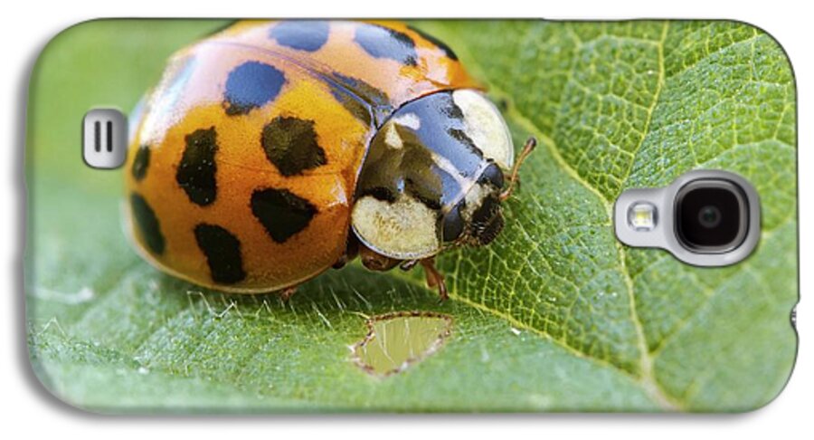 Adult Galaxy S4 Case featuring the photograph Harlequin Ladybird by Heath Mcdonald