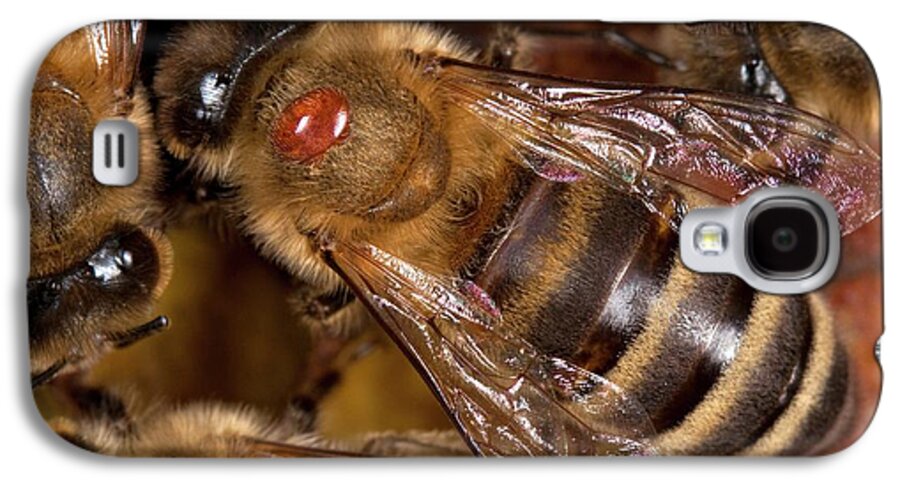 https://render.fineartamerica.com/images/rendered/default/phone-case/galaxys4/images-medium-5/honey-bee-with-varroa-mite-philippe-psailascience-photo-library.jpg?&targetx=0&targety=-17&imagewidth=539&imageheight=358&modelwidth=539&modelheight=324&backgroundcolor=2D190F&orientation=1
