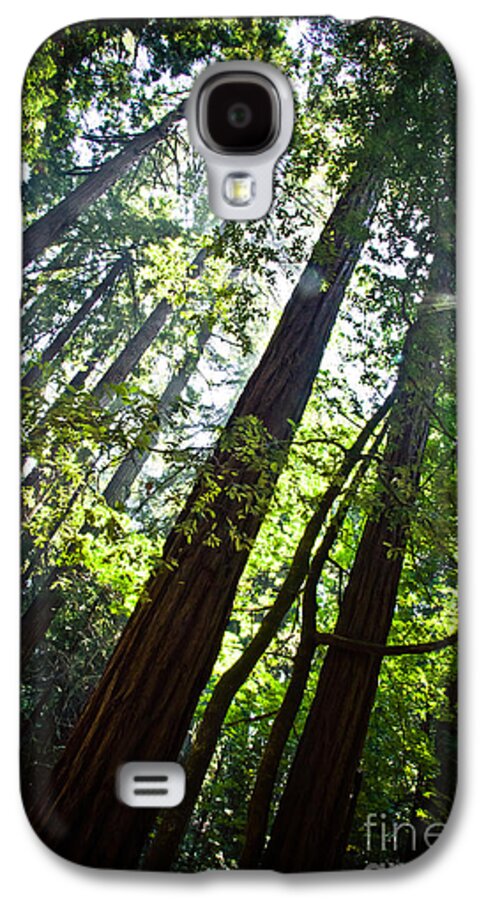 Trees Galaxy S4 Case featuring the photograph In The Woods by Ana V Ramirez