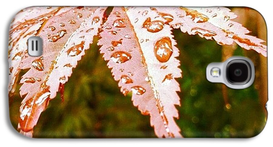 Leaf Galaxy S4 Case featuring the photograph Japanese Maple Leaves by Marianna Mills