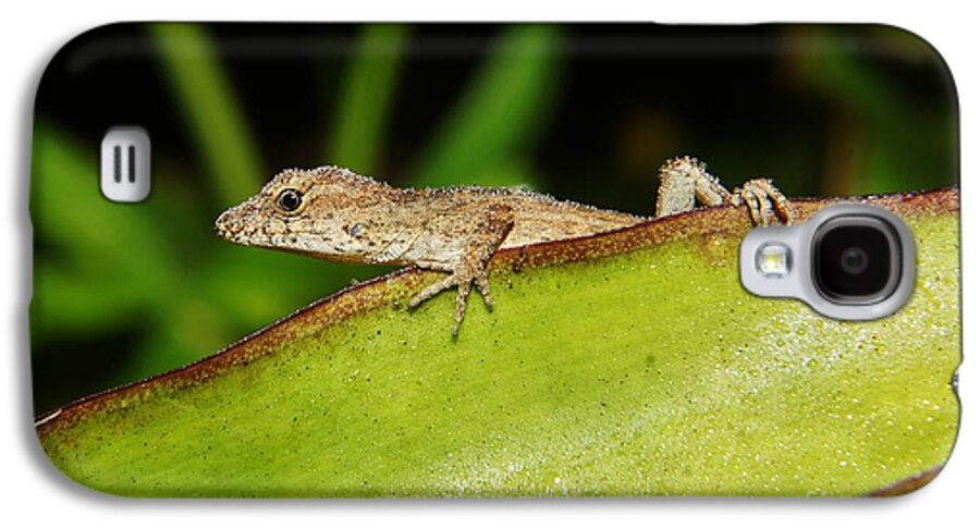 Brown Anole Galaxy S4 Case featuring the photograph Juvie Brown Anole by Lynda awson-Youngclaus