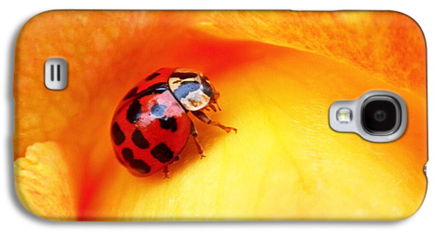 Ladybug Galaxy S4 Case featuring the photograph Ladybug by Rona Black