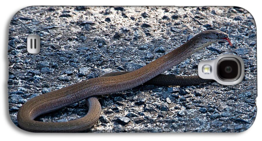 Snake Galaxy S4 Case featuring the photograph Legless lizard or a snake ? by Miroslava Jurcik