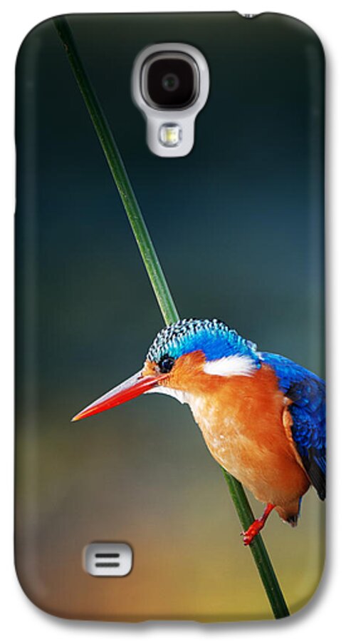 #faatoppicks Galaxy S4 Case featuring the photograph Malachite Kingfisher by Johan Swanepoel