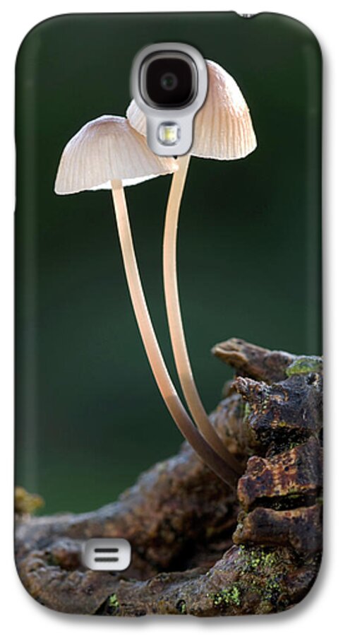 Milking Bonnet Galaxy S4 Case featuring the photograph Milking Bonnet Fungi (mycena Galopus) by Nigel Downer