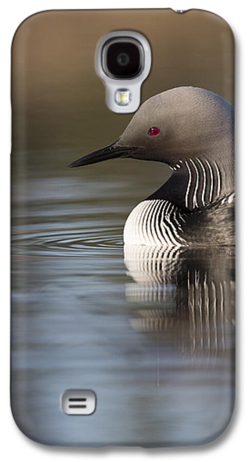Adult Galaxy S4 Case featuring the photograph Profile of a Pacific Loon by Tim Grams