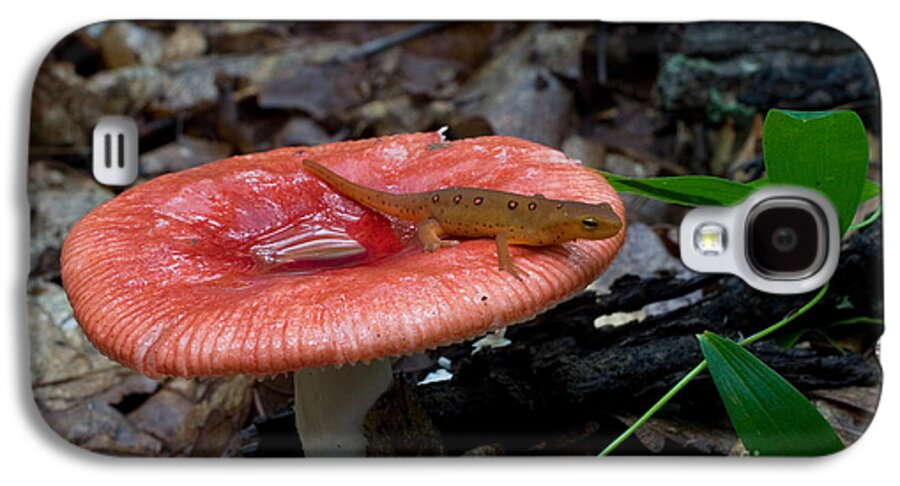 Fauna Galaxy S4 Case featuring the photograph Red Eft On A Mushroom by Paul Whitten
