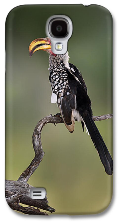 Animal Galaxy S4 Case featuring the photograph Southern Yellowbilled Hornbill by Johan Swanepoel