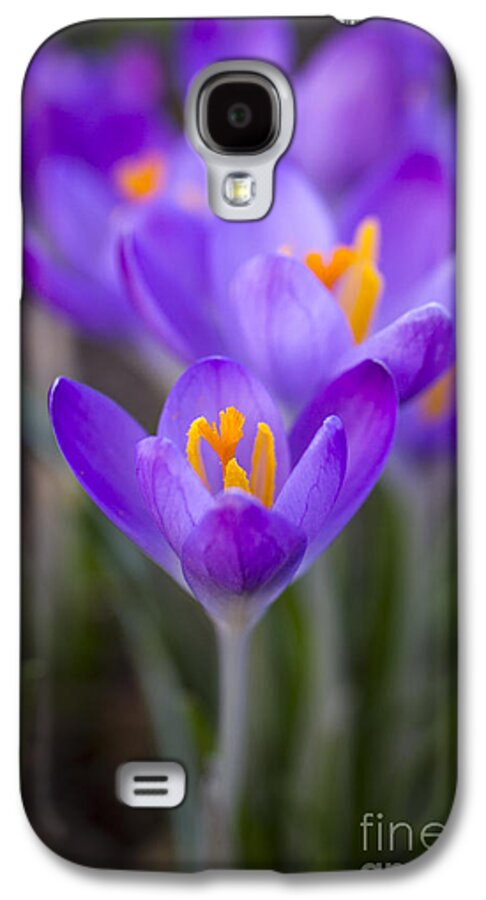 Crocus Galaxy S4 Case featuring the photograph Spring has Sprung by Clare Bambers