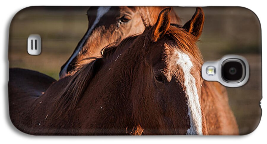 Horses Galaxy S4 Case featuring the photograph Stay Close by Ana V Ramirez