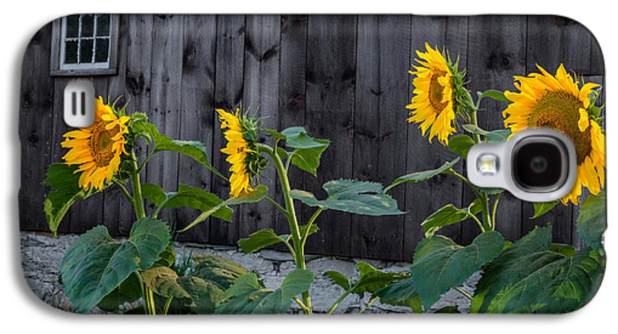 Sunflower Galaxy S4 Case featuring the photograph Sunflower Quartet by Bill Wakeley