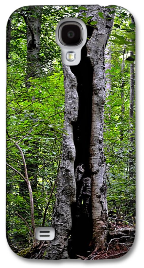Tree Galaxy S4 Case featuring the photograph Tree Cavity by Tara Potts