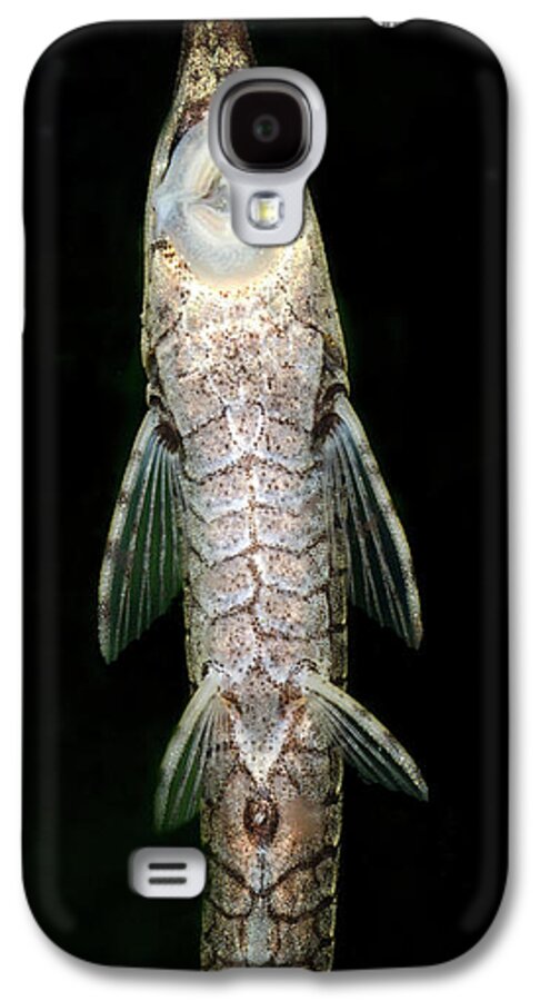 Fish Galaxy S4 Case featuring the photograph Twig Catfish Or Stick Catfish by Nigel Downer