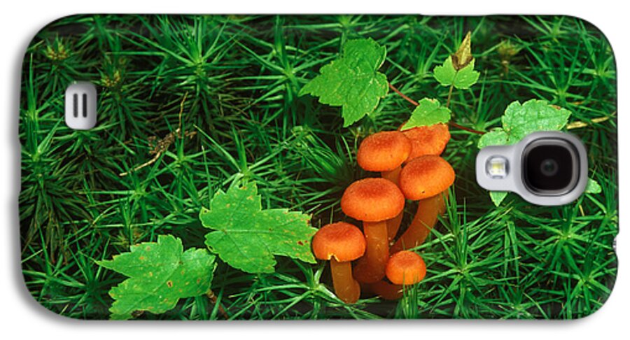 Waxy Cap Galaxy S4 Case featuring the photograph Wax Cap Fungi by Jeff Lepore
