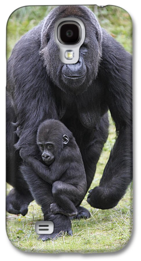 Feb0514 Galaxy S4 Case featuring the photograph Western Lowland Gorilla Walking by Duncan Usher