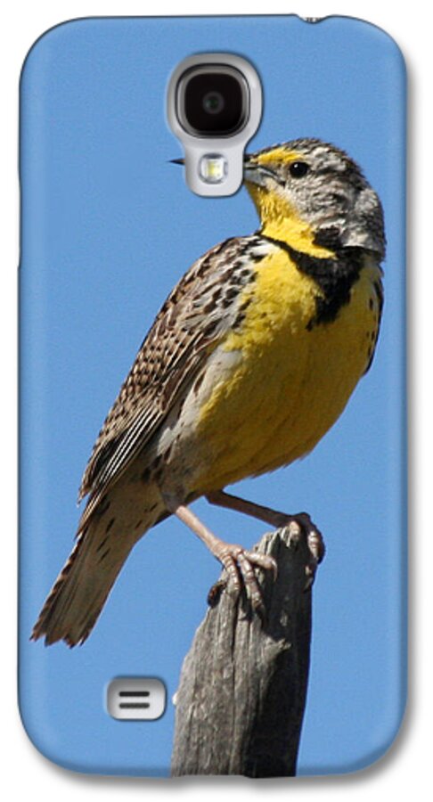 Lark Galaxy S4 Case featuring the photograph Western Meadowlark Perching by Bob and Jan Shriner