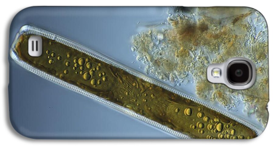 Alga Galaxy S4 Case featuring the photograph Diatom, Light Micrograph #1 by Frank Fox