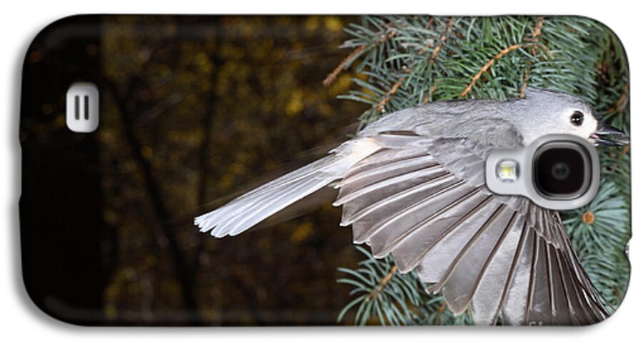 Tufted Titmouse Galaxy S4 Case featuring the photograph Tufted Titmouse In Flight #2 by Ted Kinsman