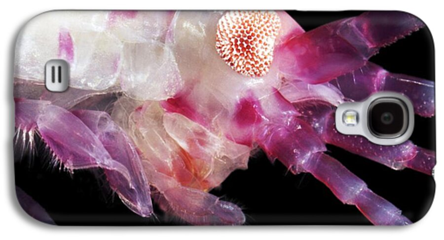 Animal Galaxy S4 Case featuring the photograph Amphipod Crustacean #6 by Alexander Semenov