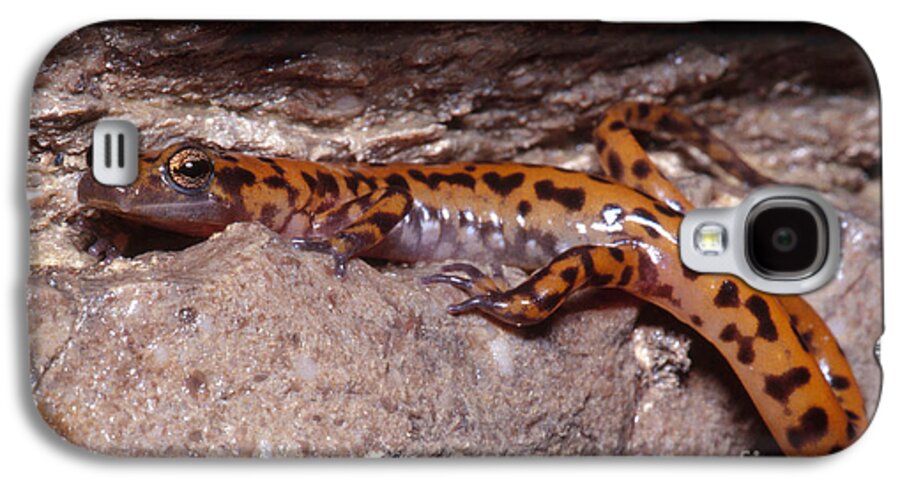 Cave Salamander Galaxy S4 Case featuring the photograph Cave Salamander #7 by Dante Fenolio